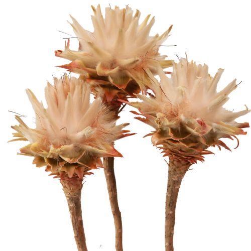Leucospermum Plumosum Silver Tree Blossoms Light 25 vnt