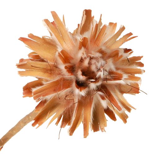 Floristik24 Leucospermum Plumosum Silver Tree Blossoms Light 25 vnt