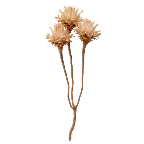 Floristik24 Leucospermum Plumosum Silver Tree Blossoms Light 25 vnt
