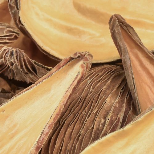 Floristik24 Vaisių ir sėklų kapsulinės ankštys Pradeep Pods 9-12 cm natural 50 vnt