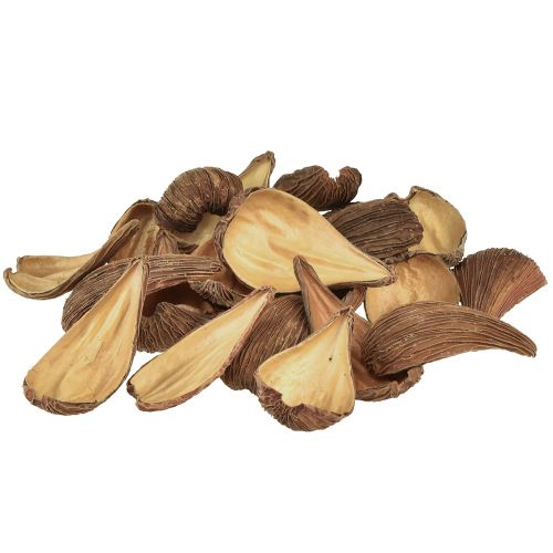 daiktų Vaisių ir sėklų kapsulinės ankštys Pradeep Pods 9-12 cm natural 50 vnt