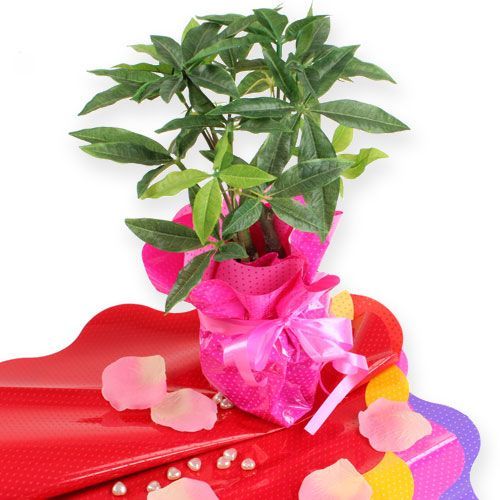 Floristik24 Rondella rankogaliai Ø40cm raudoni 50vnt