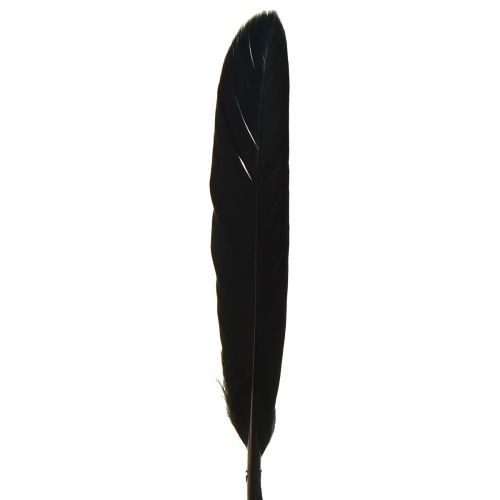 daiktų Juodos plunksnos Dekoratyvinės žąsies plunksnos Juodos 11-14cm 180 vnt