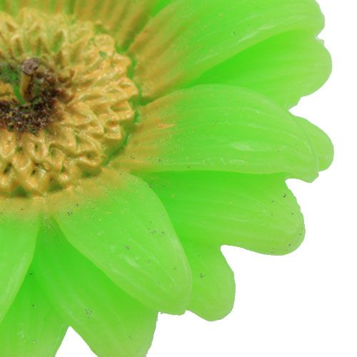 Floristik24 Plaukiojanti žvakė gerbera žalia Ø7,5cm