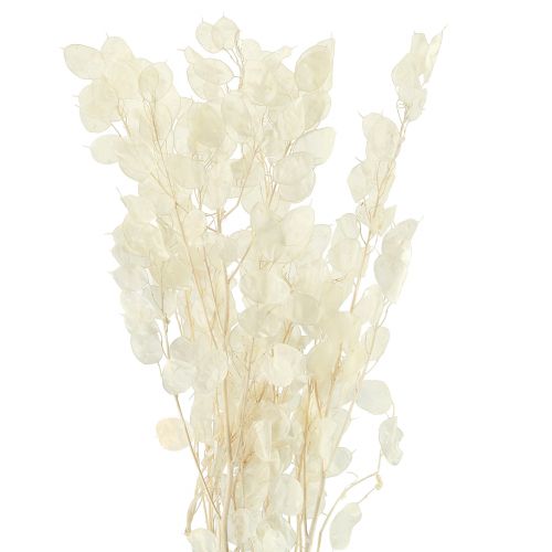 Floristik24 Sidabrinis lapelis Mėnulis Violetinė Lunaria Konservuota L70cm 20g