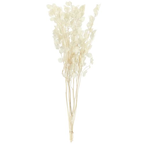 daiktų Sidabrinis lapelis Mėnulis Violetinė Lunaria Konservuota L70cm 20g