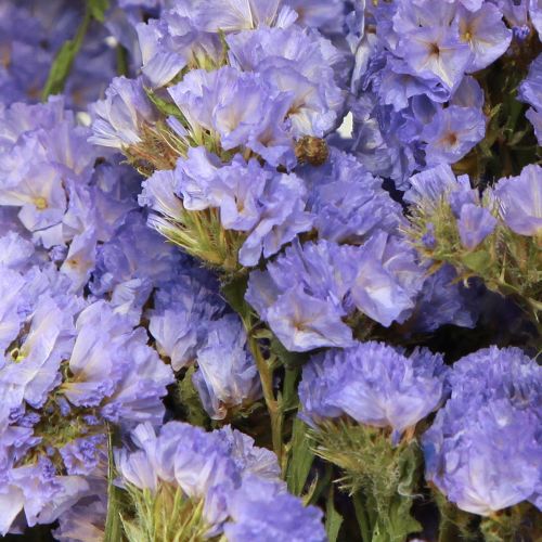 Floristik24 Jūros alyvinė violetinė Statice Limonium sinuatum džiovintos gėlės 60cm 50g