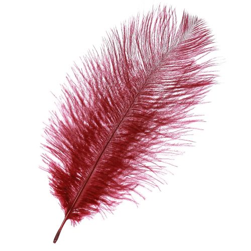 Floristik24 Stručio plunksnos tikros plunksnos dekoracija vyno raudona 20-25cm 12 vnt