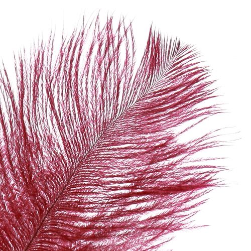 daiktų Stručio plunksnos tikros plunksnos dekoracija vyno raudona 20-25cm 12 vnt