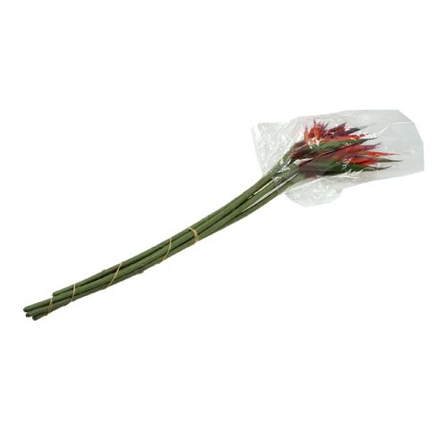 Floristik24 Strelicia 65cm (6vnt.)