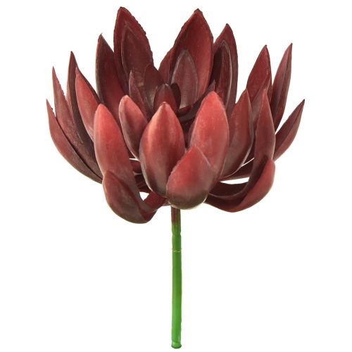 Floristik24 Sultingi Echeveria dirbtiniai žali augalai raudoni Ø12cm 19,5cm
