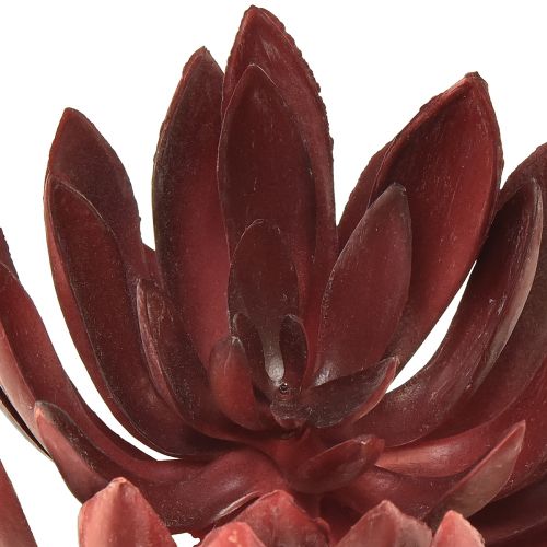 Floristik24 Sultingi Echeveria dirbtiniai žali augalai raudoni Ø12cm 19,5cm