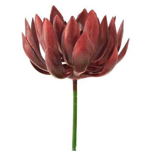 Floristik24 Sultingi Echeveria dirbtiniai žali augalai raudoni Ø12cm 19,5cm