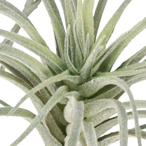 daiktų Tillandsia sultingi dirbtiniai žalieji augalai 13cm