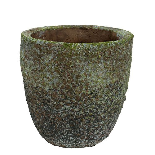 Floristik24 Sėjamoji su samanomis Ø16cm H16cm 1vnt