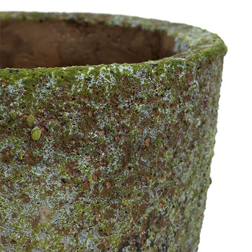 Floristik24 Sėjamoji su samanomis Ø16cm H16cm 1vnt
