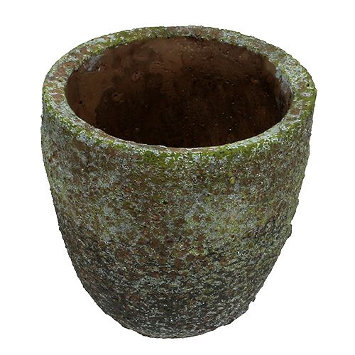 Floristik24 Sėjamoji su samanomis Ø16cm H16cm 1vnt