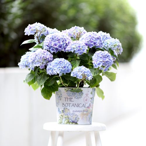 Sodinamosios metalinės gėlių vazonas hortenzija Ø24cm H21cm