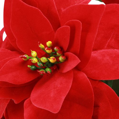 daiktų Poinsettia Christmas Star Red Dirbtinis L55cm 2vnt