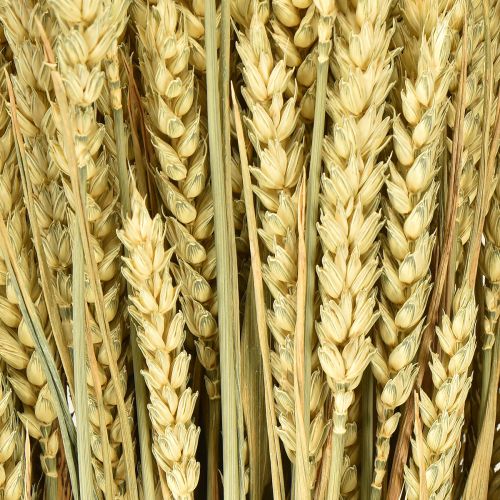 daiktų Kviečių kekė natūrali dekoratyvinė kviečių 1 kekė 150g