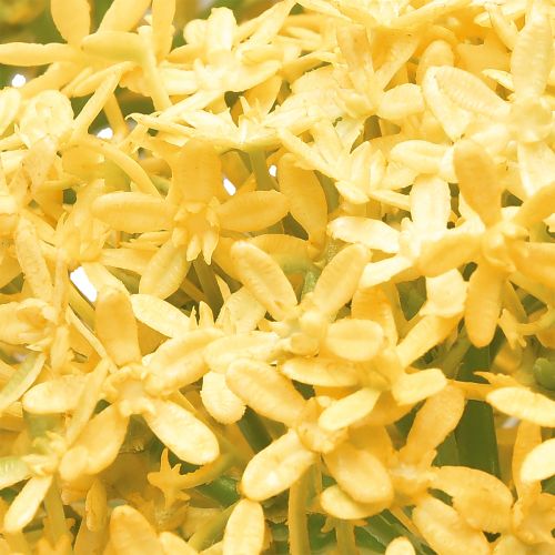 daiktų Dekoratyvinis svogūnas Wild Allium dirbtinis geltonas 70cm 3 vnt