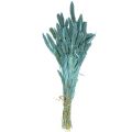 Floristik24 Džiovintos gėlės, Setaria Pumila, soros mėlyna 65cm 200g