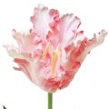 Floristik24 Dirbtinė gėlė papūga tulpė Dirbtinė tulpė rožinė 69cm