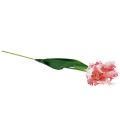 Floristik24 Dirbtinė gėlė papūga tulpė Dirbtinė tulpė rožinė 69cm