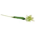Floristik24 Dirbtinė gėlė papūga tulpė dirbtinė tulpė žalia balta 69cm