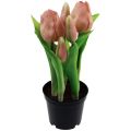 Floristik24 Dirbtinės tulpės vazone Tulpės Persikų dirbtinės gėlės 22cm