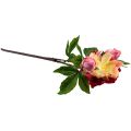 Floristik24 Bijūnai Šilkinės Gėlės Dirbtinės Gėlės Rožinė Rožinė 68cm