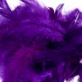 Floristik24 Dekoratyvinės plunksnos mažos tikros paukščių plunksnos dekoratyvinės violetinės 5-10cm 10g
