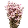 Floristik24 Šiaudinės gėlės džiovintos gėlės baltai rožinės spalvos 20-35cm kekė 40g
