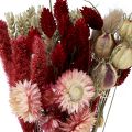 Floristik24 Džiovintų gėlių puokštė šiaudinės gėlės Phalaris raudonos 30cm