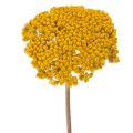 Floristik24 Achillea Natur Gelb džiovinti kraujažolės žiedai geltoni 1 kg