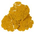 Achillea Natur Gelb džiovinti