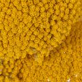 Achillea Natur Gelb džiovinti