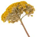 Achillea Natur Gelb džiovinti