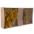 Achillea Natur Gelb džiovinti