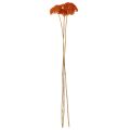 Achillea Orange džiovinti žiedai, kraujažolės, 45-60 cm, 1 kg | Floristik24.lt