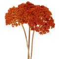 Achillea Orange džiovinti