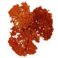 Achillea Orange džiovinti