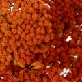 Achillea Orange džiovinti