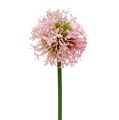 Floristik24 Allium dirbtinė rožinė 51cm