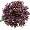 Floristik24 Dekoratyvinis svogūnas Allium dirbtinis violetinis Ø7cm H58cm 4vnt