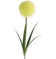 Floristik24 Allium geltona 68cm