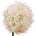 Floristik24 Allium kreminė-rožinė Ø15cm L70cm