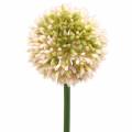 Floristik24 Dekoratyvinis svogūnas Allium dirbtinis rožinis / žalias Ø8cm 58cm