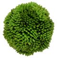 Floristik24 Allium kamuolys 5cm žalias 4vnt