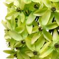 Floristik24 Dekoratyvinis svogūnas Allium, šilkinė gėlė, dirbtinis rutulinis poro žalias Ø20cm L72cm